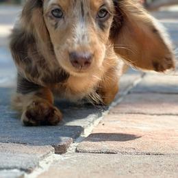 Dachshund Puppies from Taylored Dachshunds