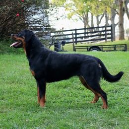 Ruza - Rottweiler