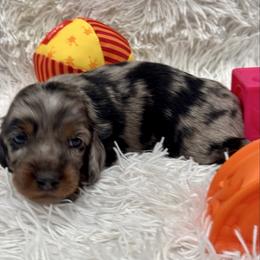 Boy 3 orange collar - Dapple male Dachshund puppy in Chicago, Illinois from RGZ Doxies