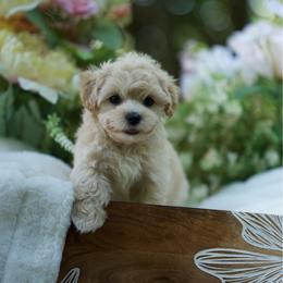 Mai tai - Champagne male Maltipoo puppy in Deming, Washington from Heavenly Puppies to Love