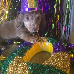 Ruger - Dapple male Dachshund puppy in Poplarville, Mississippi from T's Kennel