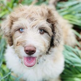 Aussiedoodles from Brandt Farms Aussiedoodles