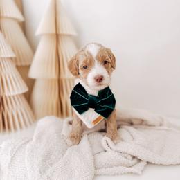 Swan - 12 Days of Christmas - Apricot male Goldendoodle puppy in Syracuse, Indiana from The Doodle Cove