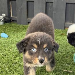 Ricotta - Black tri-color male Australian Shepherd puppy in Oak Hill, Florida from Swingin T Ranch LLC