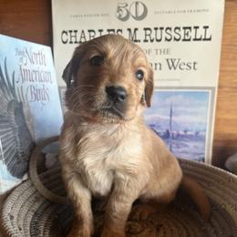 Orange - Golden male Golden Retriever puppy in Leadore, Idaho from Gunsight Goldens