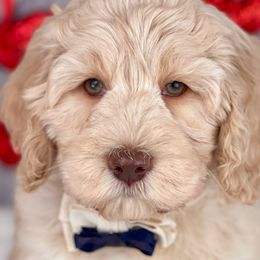 Boy 1 - Caramel cream Australian Labradoodle puppy in Dawson, Georgia from Still Pond Retrievers & Labradoodles