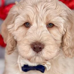 Boy 1 - Caramel cream Australian Labradoodle puppy in Dawson, Georgia from Still Pond Retrievers & Labradoodles