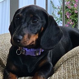 Lo - Dachshund
