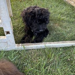 Aussiedoodle, Miniature Australian Shepherd, Poodle, and Toy Australian Shepherd Puppies from Mowry Creek Mini Aussiedoodles and More