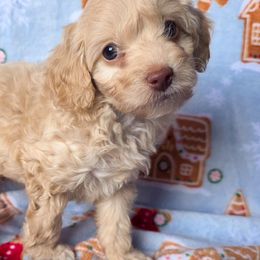 Dasher - Cream male Cockapoo puppy in Stillwater, Oklahoma from Cowboy Country Cockapoos