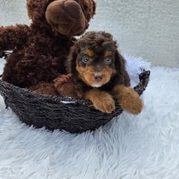 Aussiedoodle Puppies from The Cuddly Dood Ranch
