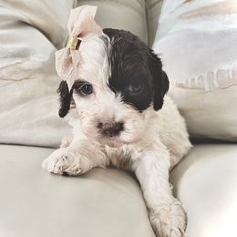 Sundae - Brown and tan female Cockapoo puppy in Tampa, Florida from Designer Puppy Boutique