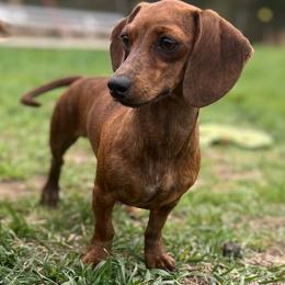 Ooby - Dachshund