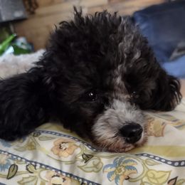 Poodles from Charlotte's Poodle Babies