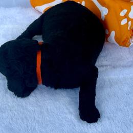 Destin - Black female Poodle puppy in Lakeland, Florida from Gulfside Poodles