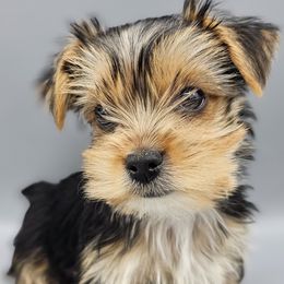 Dottie - Black and gold female Yorkshire Terrier puppy in Greer, South Carolina from Mischief Managed Farm