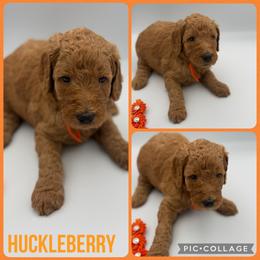 Huckleberry - Red  male Poodle puppy in Mount Vernon, Illinois from AMC Poodles