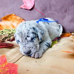 Slider - Merle male Great Dane puppy in Climax, Michigan from Beaver Creek Danes