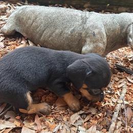 Itsy-bitsy - Black and tan female Dachshund puppy in Clermont, Florida from Dachshund Dad®