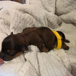 Baby boy yellow - Black and gold male Shorkie puppy in Chipley, Florida from Relentless Homestead