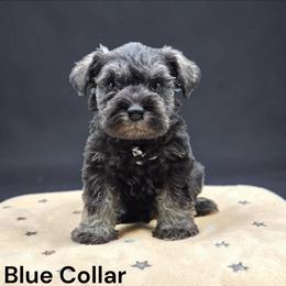 Blue Collar - Salt and pepper male Miniature Schnauzer puppy in Houston, Texas from Haughton Farm