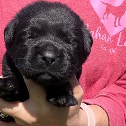Bob - Black male Labrador Retriever puppy in Petersburg, Kentucky from Mahan Labs
