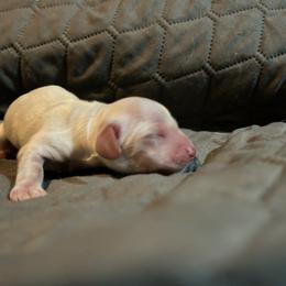 Jingle - Cream female Dachshund puppy in Deeth, Nevada from Hobby Horse Homestead Mini Doxies