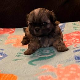 Ford - Tricolor male Shih Tzu puppy in Delta, Colorado from Wachowicz Shihtzu