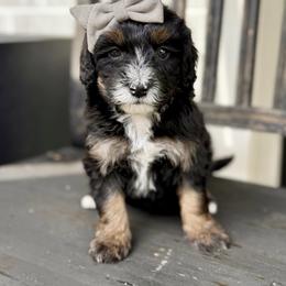 Turquoise- grey collar - Phantom female Bernedoodle puppy in Salt Lake County, Utah from Coco Avenue Pups