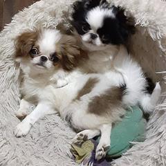 Chihuahua and Japanese Chin Puppies from Gift of Gods Favor