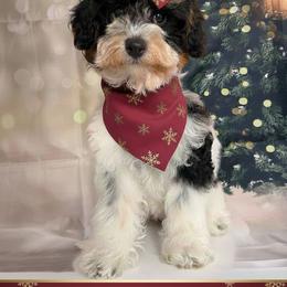 Tori - Merle female Goldendoodle puppy in Pocasset, Massachusetts from Mini Goldendoodles of Cape Cod