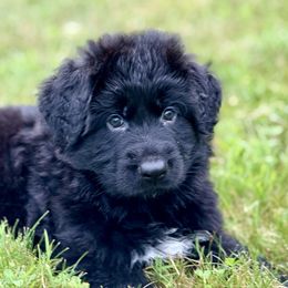 Max - Black male German Shepherd puppy in Johnstown, Ohio from Vom Haus Neufus