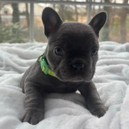 Green collar - Blue female French Bulldog puppy in Salisbury, Maryland from 77 Frenchies Maryland