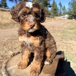 Pumpkin - Tri-color female Australian Labradoodle puppy in Helena, Montana from Labradoodles of Montana