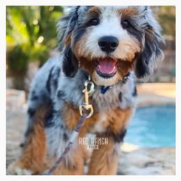 Garth Brooks - Bernedoodle