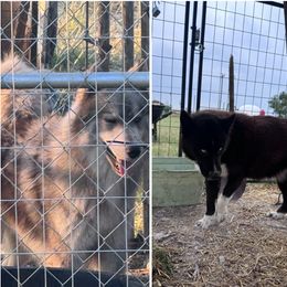 Siberian Husky puppies from Siberian Huskies