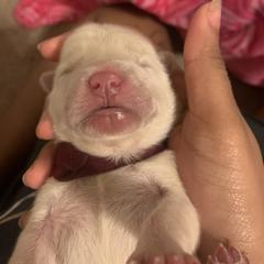 Chow Chow Puppies from Darling Chows