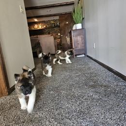 Akita Puppies from TLC Akitas