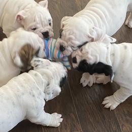 Bulldog Puppies from Bliss Bulldogs