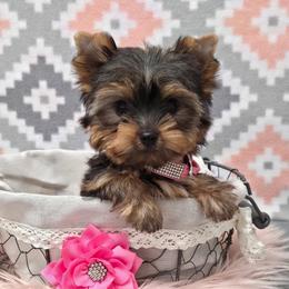 Myra TEACUP - Blue and gold female Yorkshire Terrier puppy in Monticello, Iowa from Ashley’s Puppies