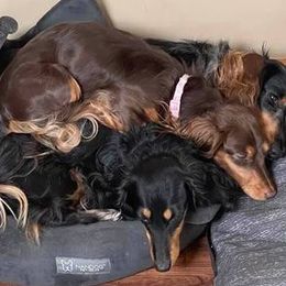 Dachshunds from JAM Doxies