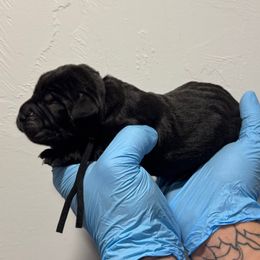 Male 1 - Black male Cane Corso puppy in Cashion, Oklahoma from APEXOK Cane Corsos LLC