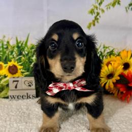 Winston - Black and cream male Dachshund puppy in Lakeland, Florida from Ruthie’s Rich Mini Dachshunds