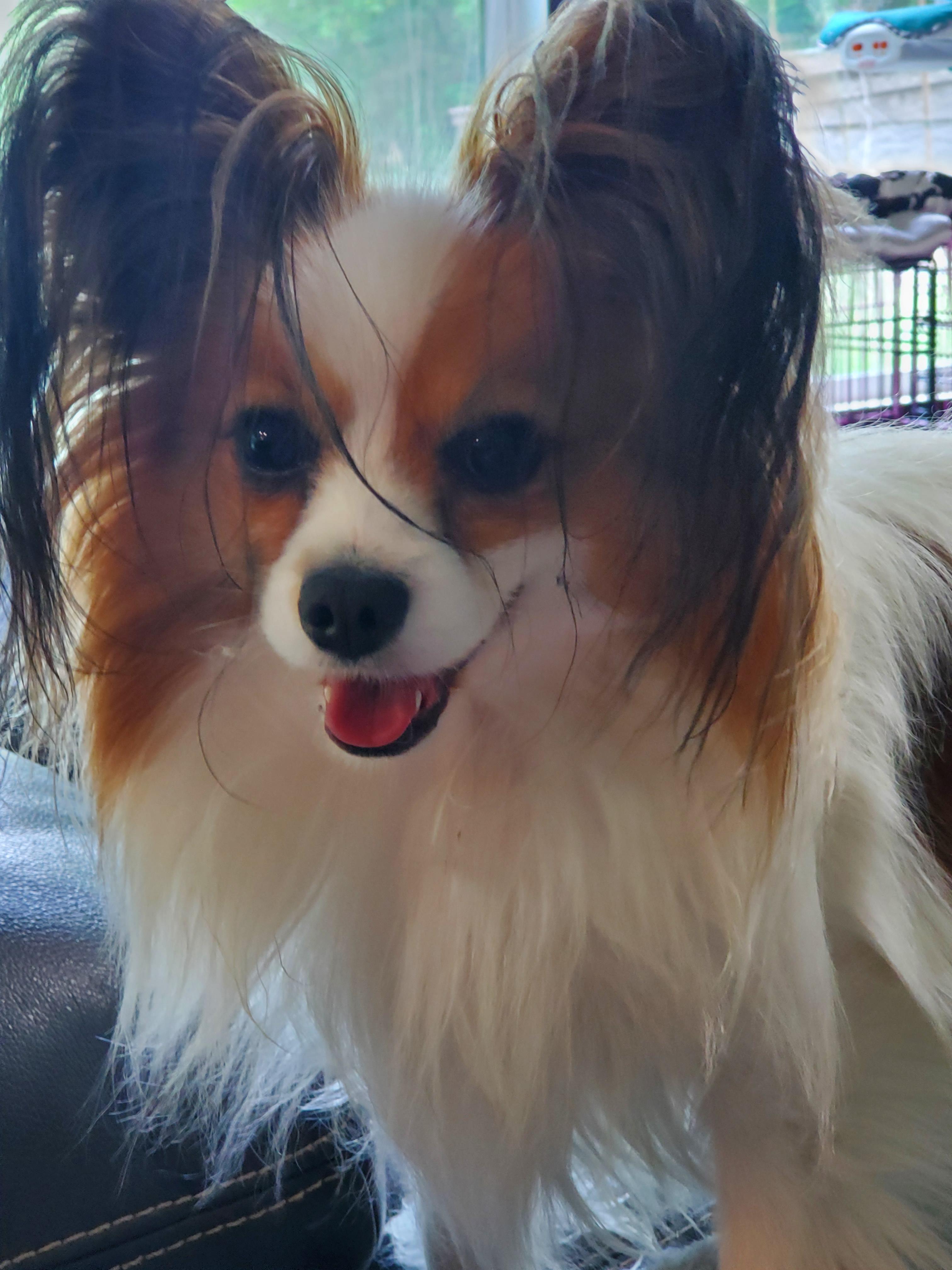 25 cute Papillon puppies for sale in Memphis, Tennessee | Good Dog