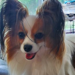 Maverick  - Papillon