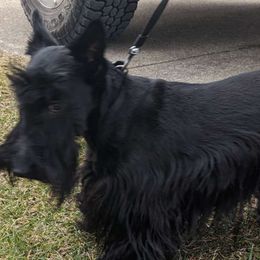 Bailee - Scottish Terrier