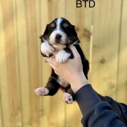 Agate - Black tri-color male Australian Shepherd puppy in Augusta, Georgia from Incendia Aussies & Dobies