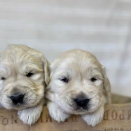Girl 7 - Light golden female Golden Retriever puppy in Tonasket, Washington from Denzil’s Goldens