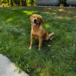 Kali - Golden Retriever