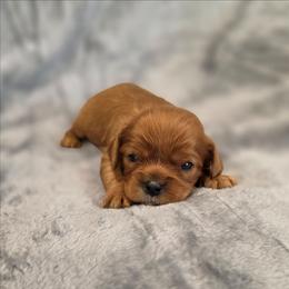 Josie - Ruby female Cavalier King Charles Spaniel puppy in Romeoville, Illinois from KonopkaKennelsLLC
